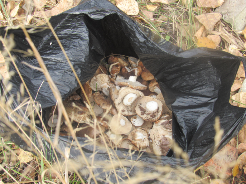 Воронежский заповедник рассказал, где закон запрещает собирать грибы