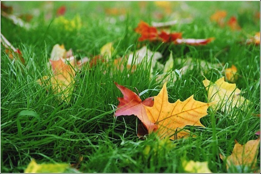 В Воронеже в первую неделю сентября ожидаются дожди