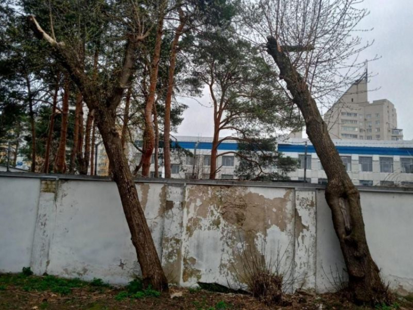 Экологи прокомментировали слухи об уничтожении деревьев ради нового аттракциона в Воронеже