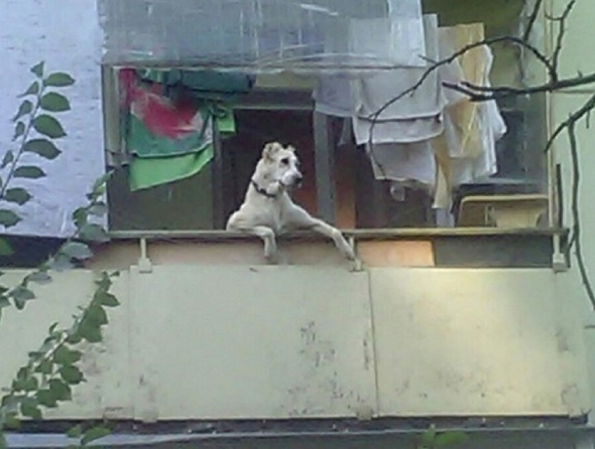 Воронежцев рассмешила собака, забавно свисающая с балкона 