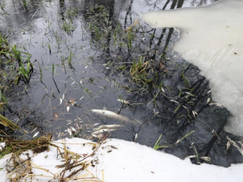 Экологи отчитались об очищении воронежского участка реки Усмань