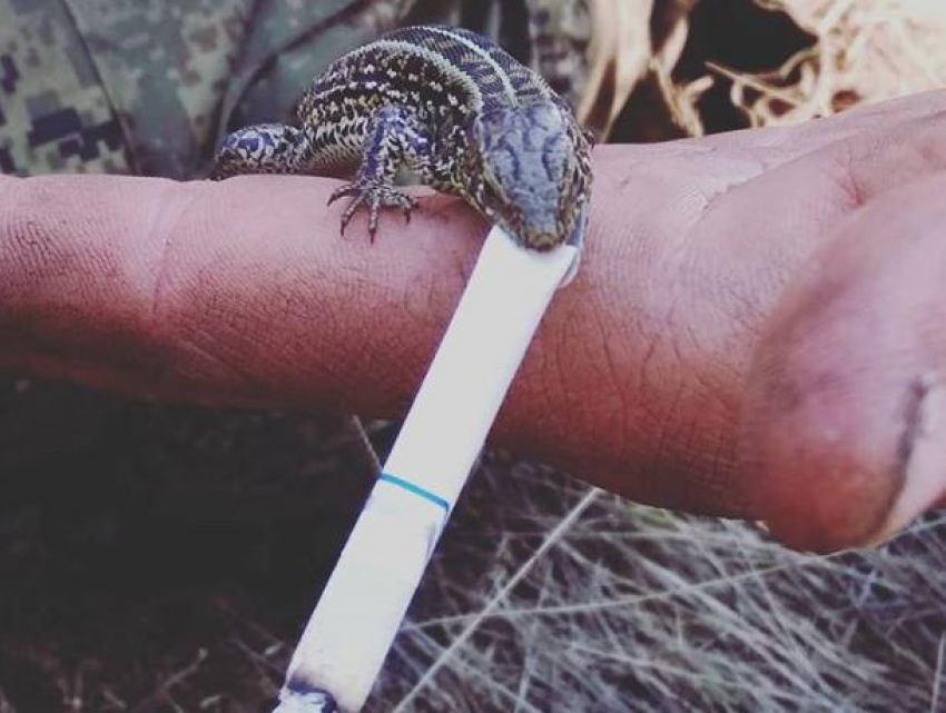 Курящую ящерицу нашли в воронежском лесу  