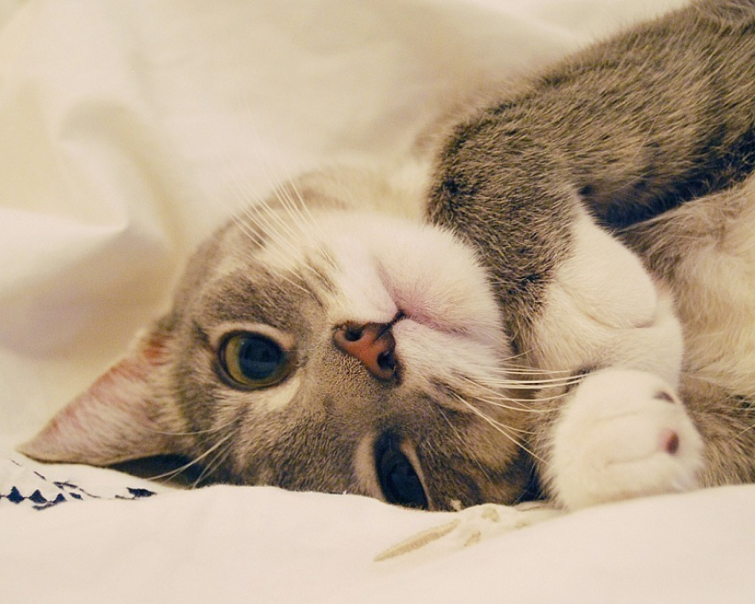 Конкурс «Самые забавные котики Воронежа» продолжается