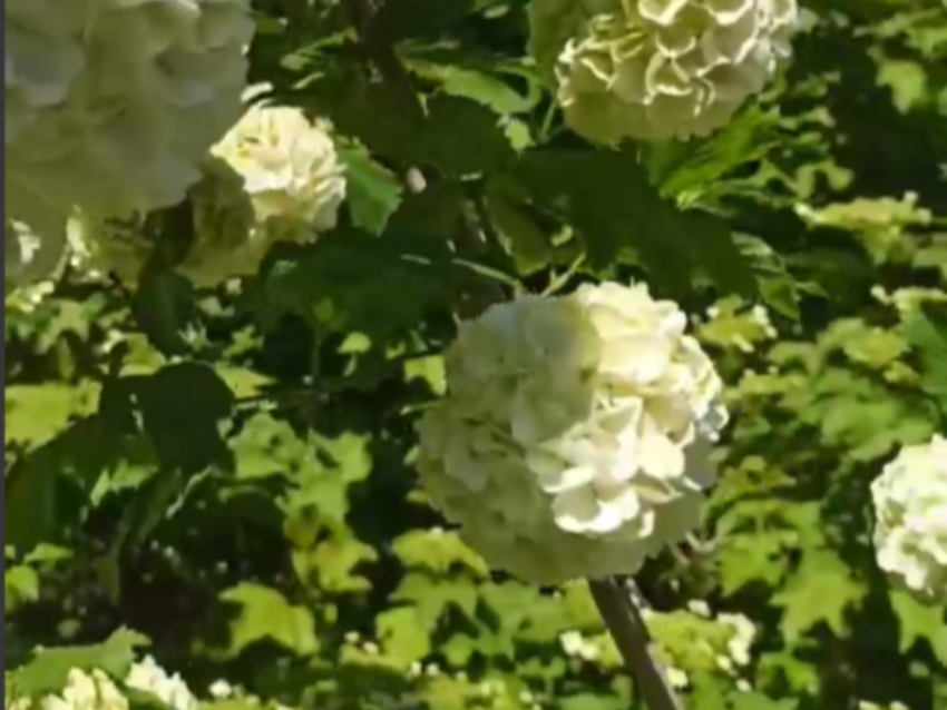 "Снежные шары» висят на ветках в Воронеже