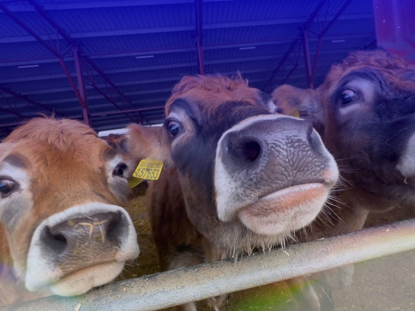 Крупнейшая в России партия племенных телят отправилась из Воронежской области в Казахстан