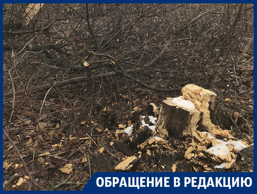 Вырубку «Вековой дубравы» опровергли в Воронеже