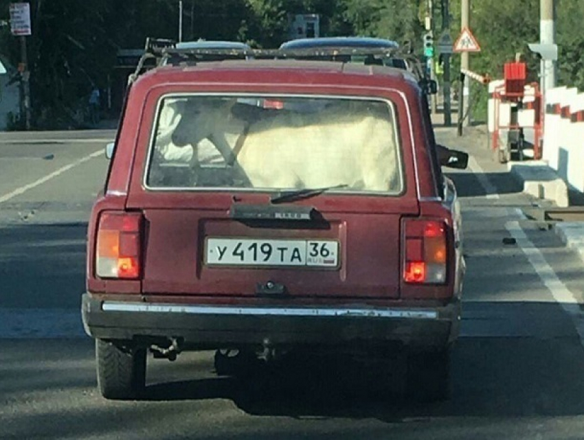 Водитель возил по Воронежу живую козу в багажнике «четверки»