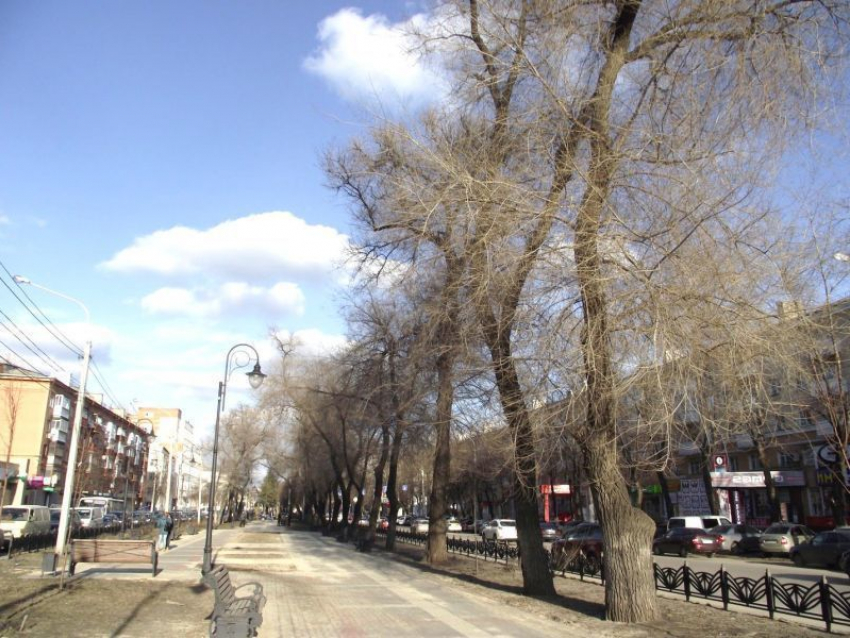 На Кольцовском бульваре в Воронеже спилят гнилые вязы и посадят липы