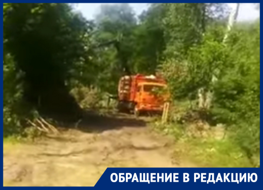  Повальную вырубку леса сняли на видео в Воронеже