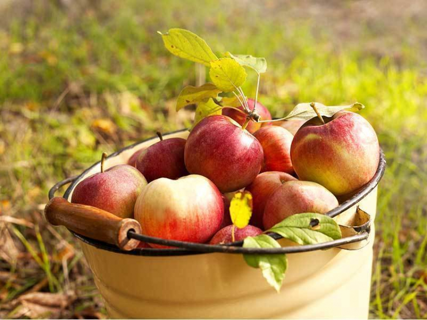 В Воронежской области молодые люди украли яблоки почти на сто тысяч рублей