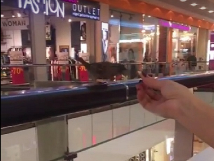 Наглый воробей, выпрашивающий еду в воронежском торговом центре, попал на видео 