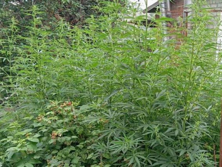 Исключительно для личного употребления: полиция нашла «плантацию» конопли во дворе воронежца 