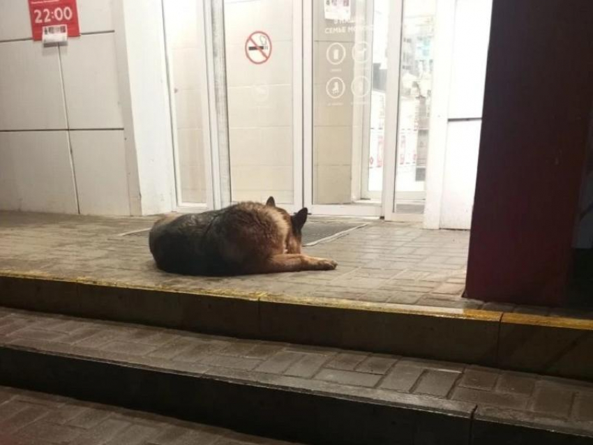 Воронежский Хатико обрел новый дом, но случилось неладное 