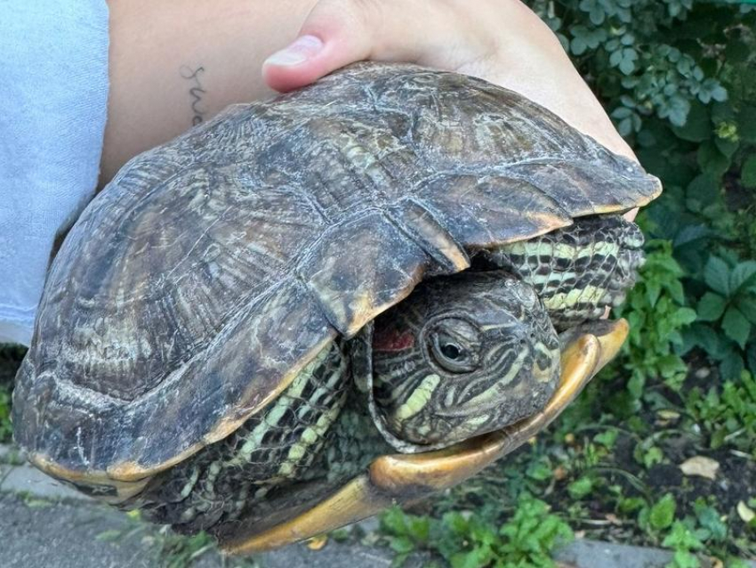 Красноухую черепаху выкинули на произвол судьбы в Воронеже