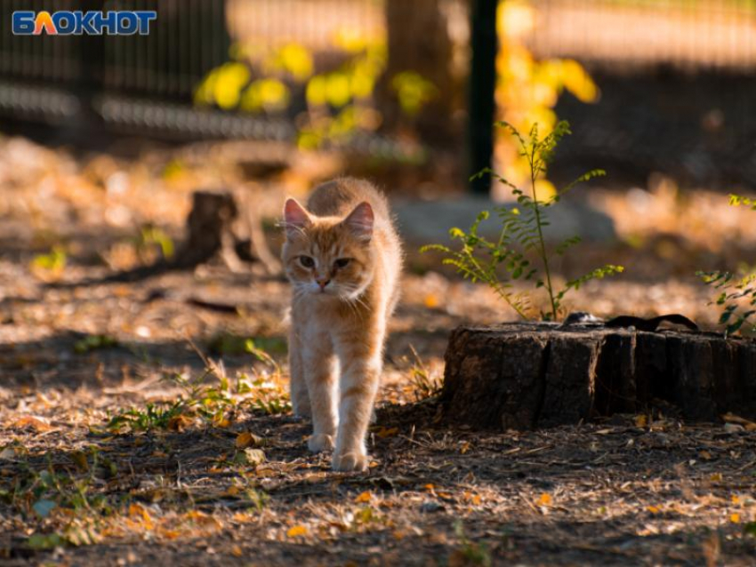 Погода без сюрпризов ожидается в Воронеже к концу рабочей недели