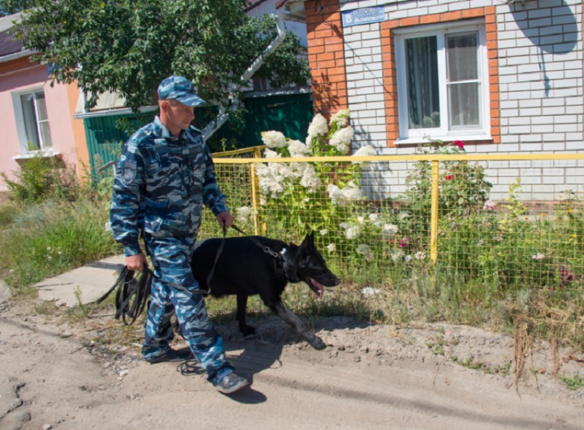 Лучшего пса-полицейского показала полиция в Воронеже