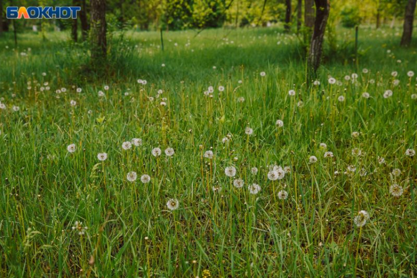 Участок леса с вековыми дубами на 7 га мог быть продан частникам под Воронежем