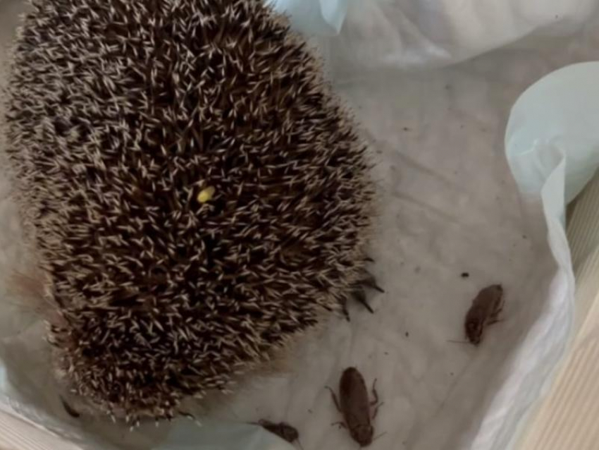 Самоуверенного ежика спасли от холодной смерти воронежские волонтеры