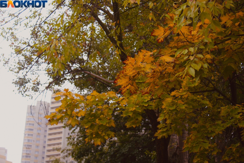 Потепление до +21 ждет Воронежскую область 