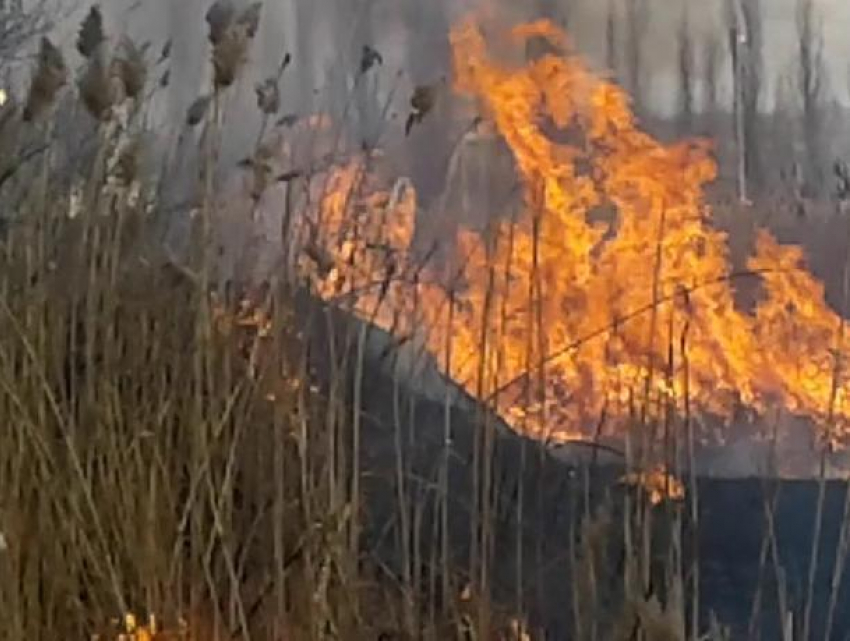 Воронежские школьники потушили 500-метровый пожар на хуторе