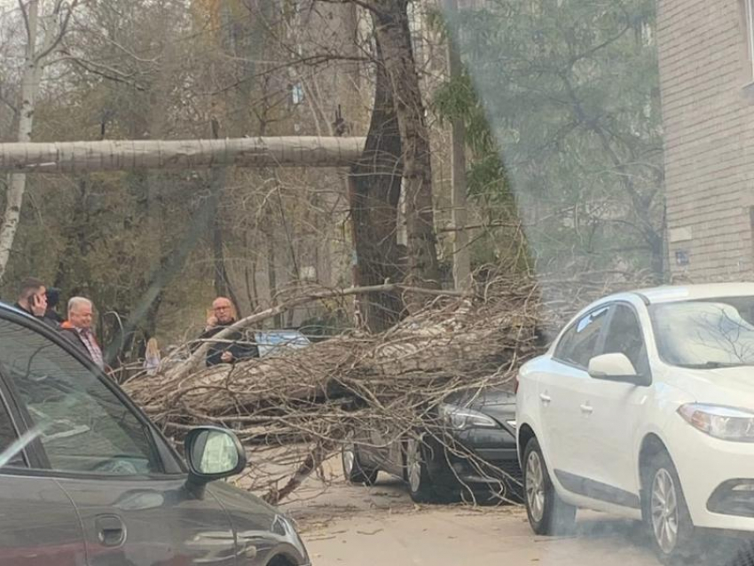 Дерево рухнуло на авто из-за сильного ветра в Воронеже 