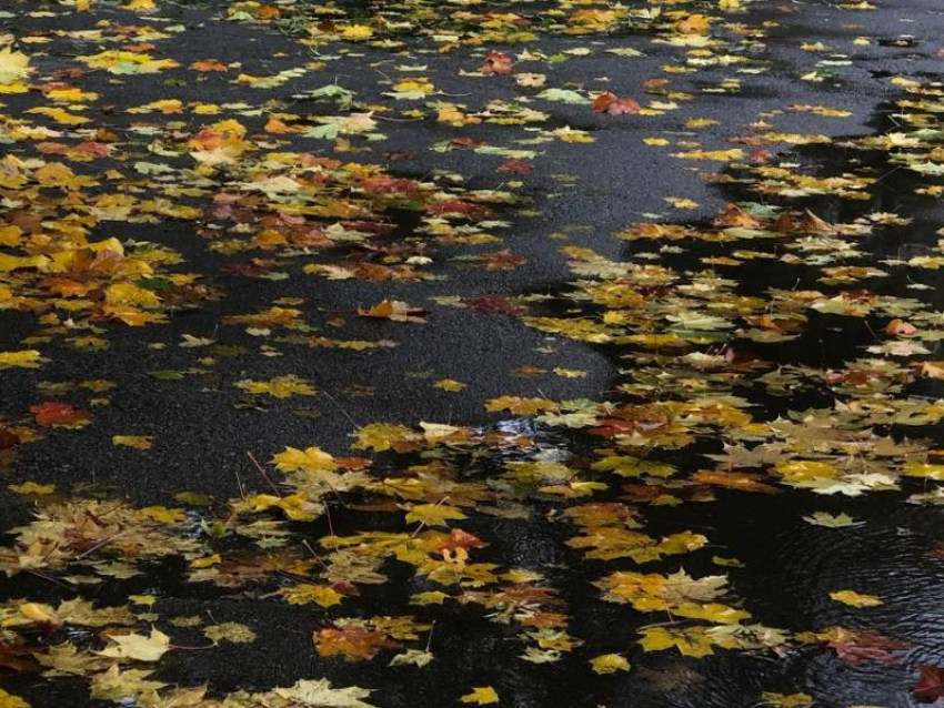 Ветер северный: какой будет первая неделя сентября, рассказал главный метеоролог Воронежа 