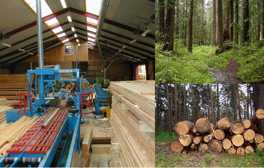 Житель Воронежской области незаконно срубил 13 сосен