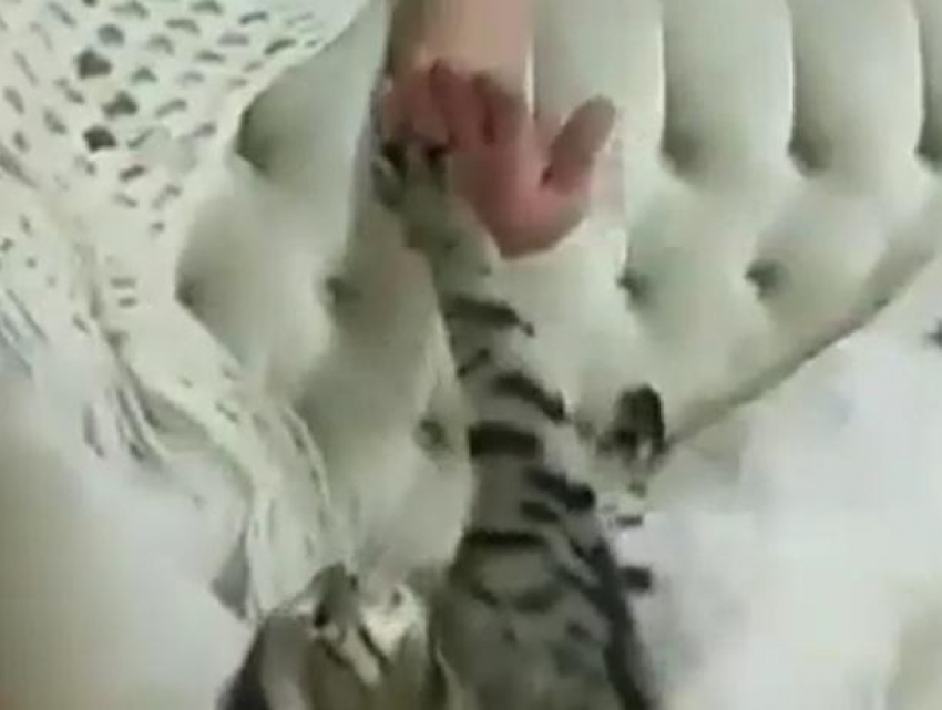 Человеческий жест кота сняли в Воронеже на видео
