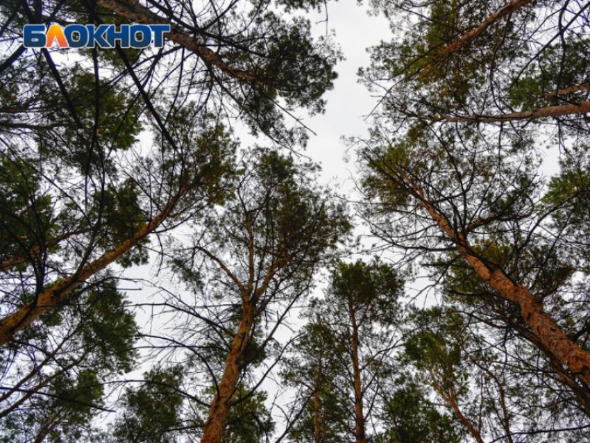 19 человек пропали за первую неделя декабря в Воронежской области