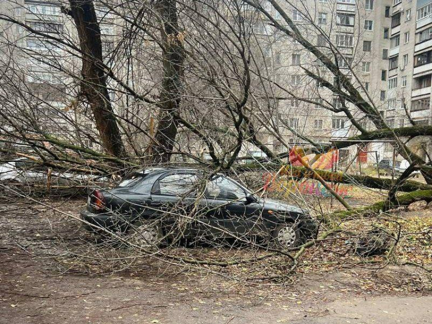 Деревья рухнули на три машины в воронежском дворе