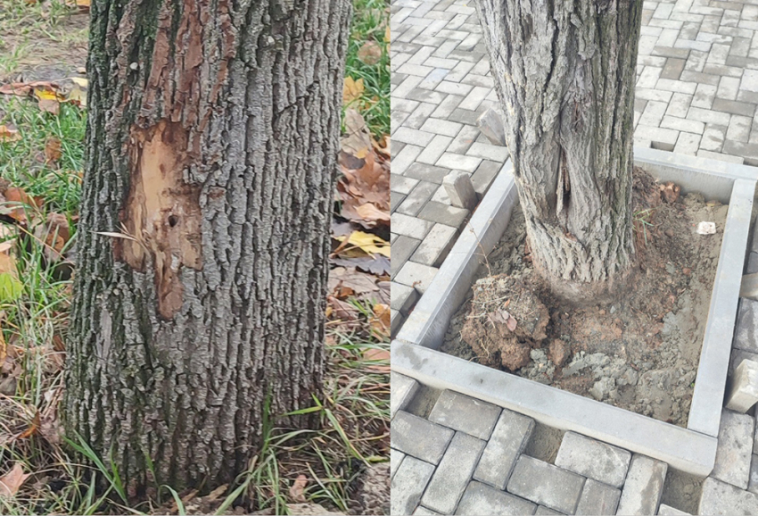 Согласован ли с мэрией экологический вандализм в центре Воронежа