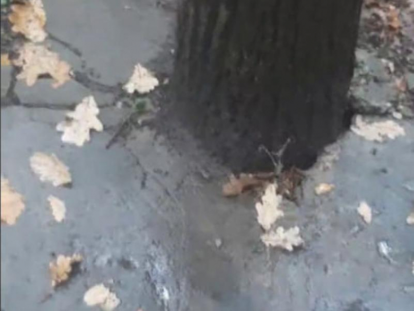 Дубы закатали в асфальт в Воронеже