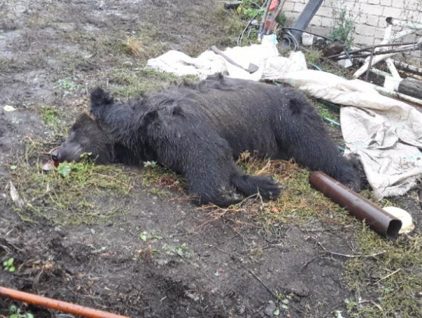 Последствия нападения медведя на воронежцев попали на видео