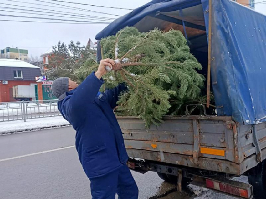 Облаву на незаконные елочные базары устроили в Воронеже 