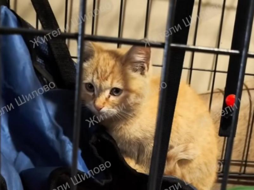 Бездушные хозяева выбросили котят из машины в воронежском Шилово