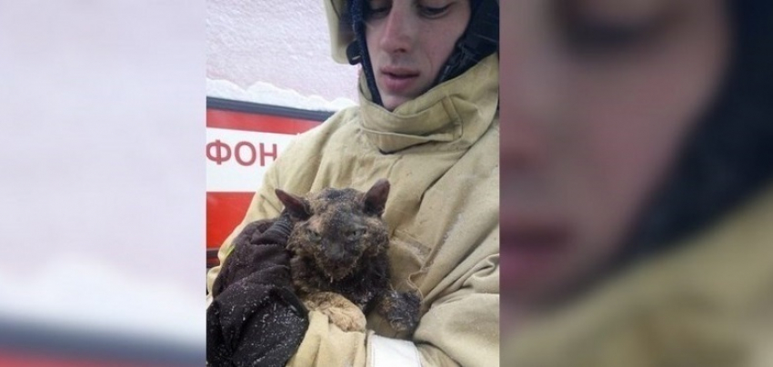 Пострадавшая во время взрыва в воронежской бане кошка нашла своего хозяина