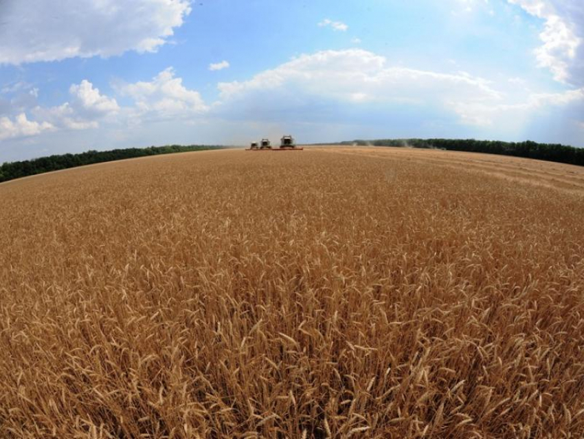 На очередной рекорд по урожаю зерна идут аграрии в Воронежской области