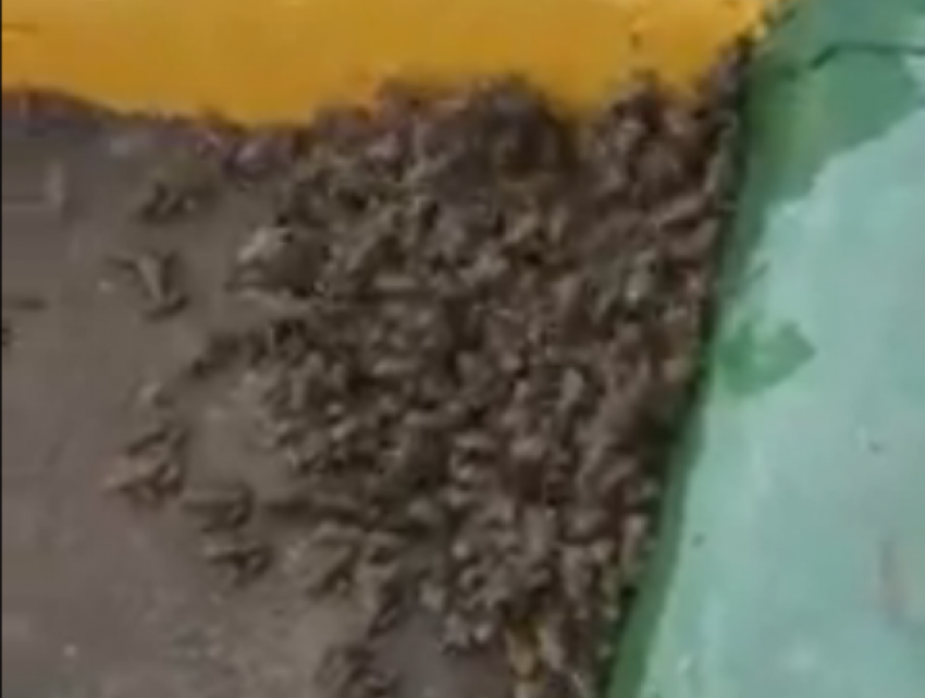 Безумное нашествие лягушек в Воронеже показали на видео