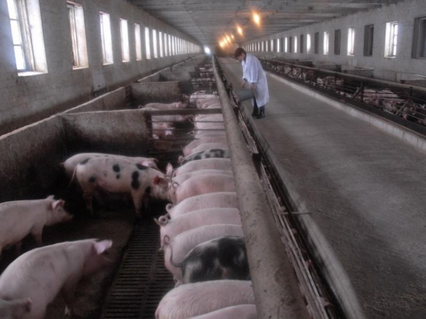 Запредельное число свиней уничтожили из-за африканской чумы в Воронежской области
