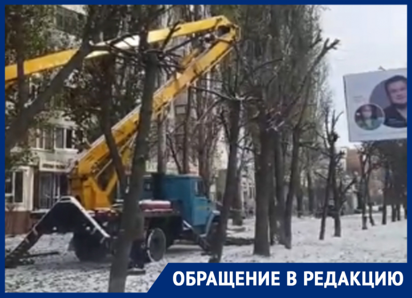 «Оставляют столбы»: мэрия объяснила обрезку деревьев в Воронеже