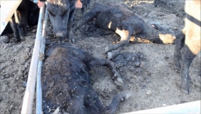 Воронежская полиция не нашла криминала в массовой гибели элитного скота в Аннинском районе
