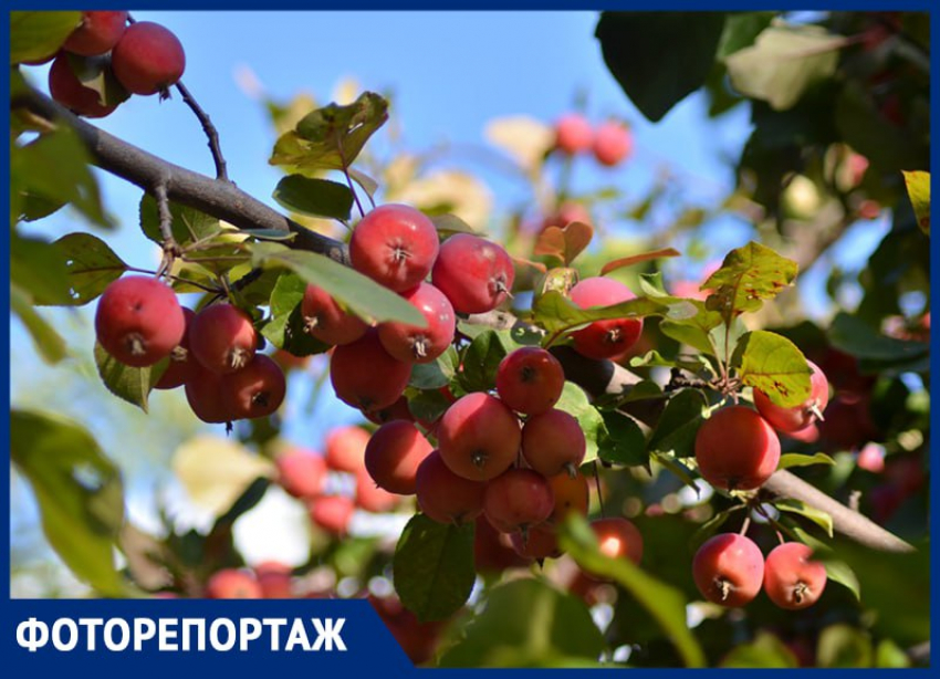 Атмосферу бабьего лета показали на фото в Воронеже