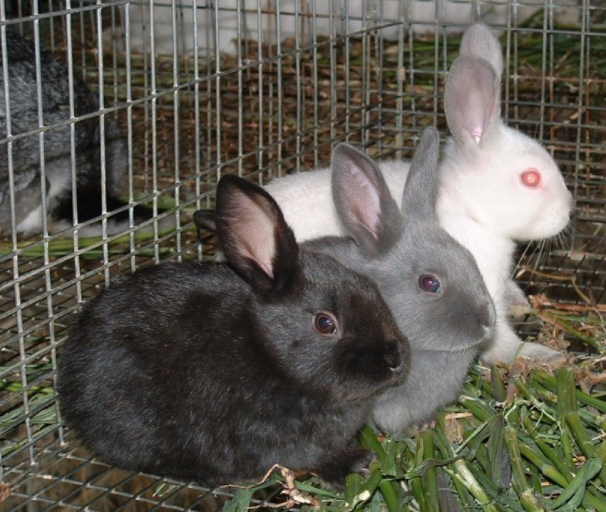 В Воронеже кроликов продавали без ветеринарных документов