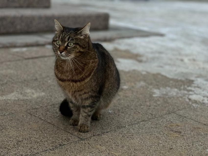  Кошачьи «детали» массово продают в Воронеже 