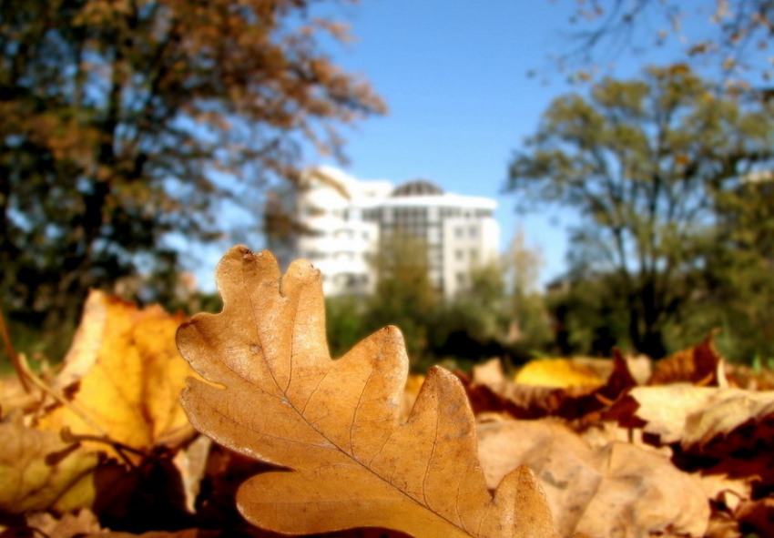 Воронежцы выйдут на осенний субботник 25 октября