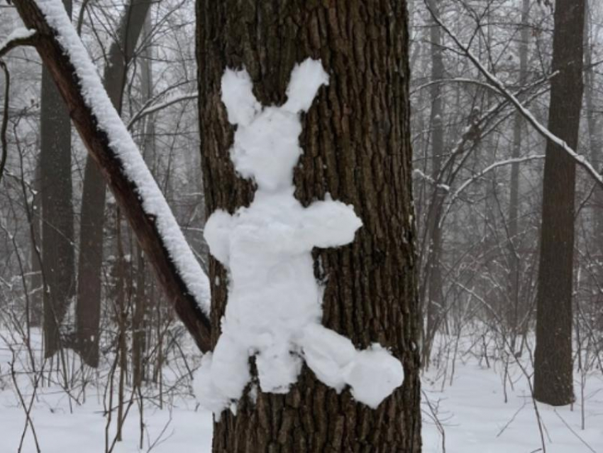 Раскиданных по деревьям зайцев показали на фото в Воронеже