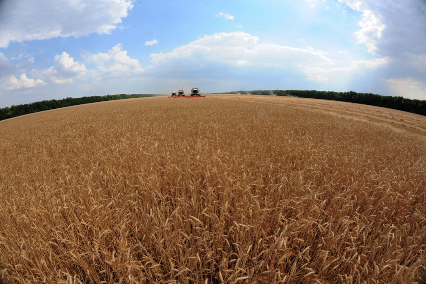 Около 250 тонн потенциально опасного зерна выявили в Воронежской области