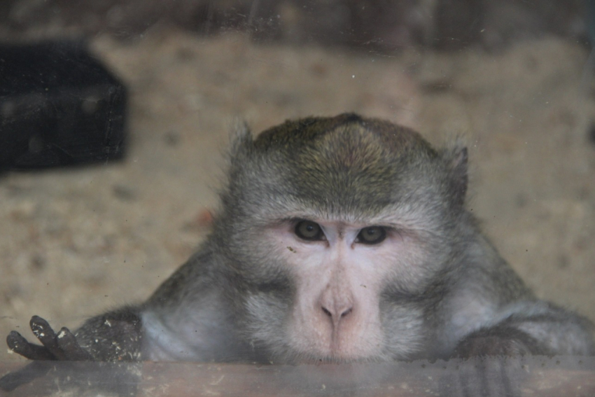 «Лаборатория ZOO» познакомит школьников с жизнью обезьян в Воронеже