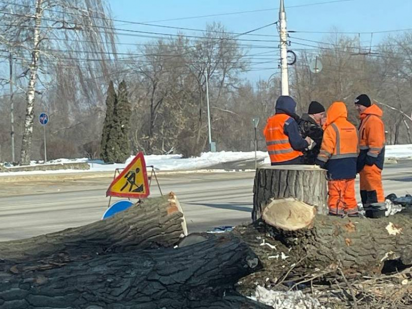 Рубка деревьев. Вырубка деревьев. Спиливание деревьев. Блокнот Воронеж новости.