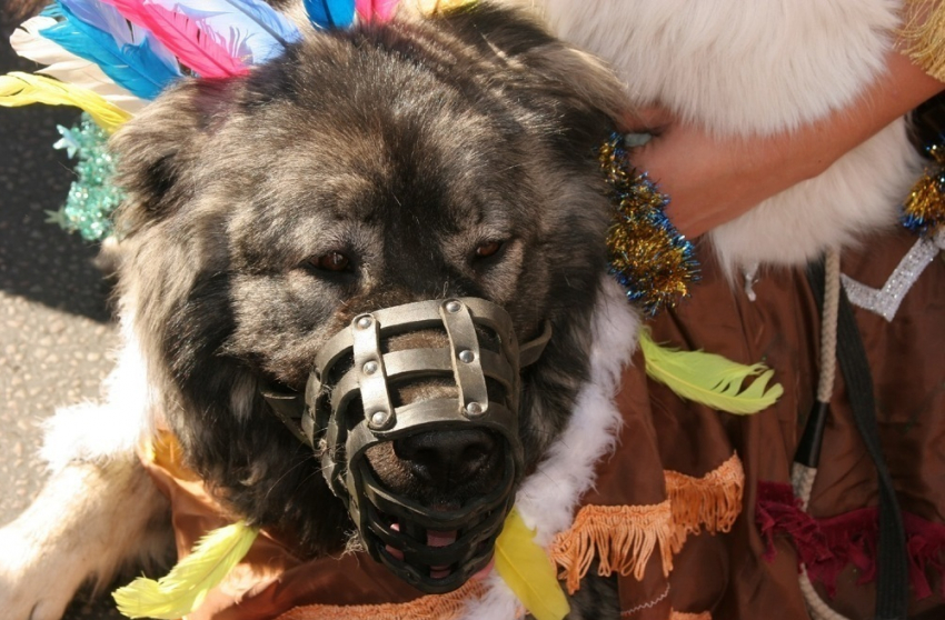 На парад собак в День города в Воронеже пришли кавказец, долматинец и шпицы